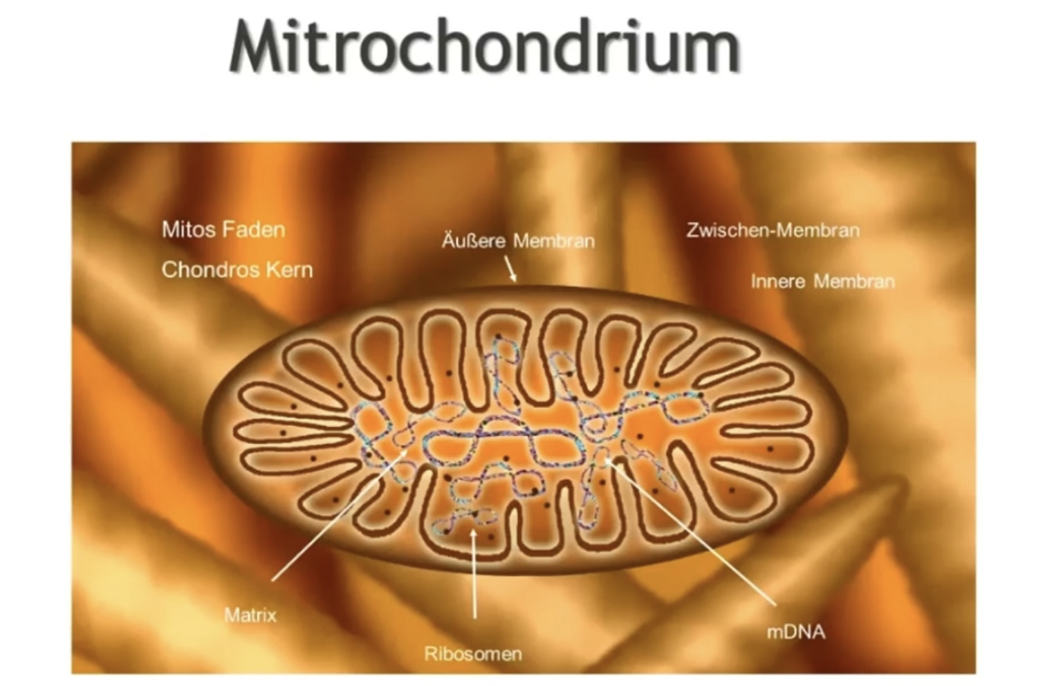 Mitrochondrium